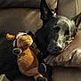 dog, black_dog, sleeping, couch, leather, plush_toy, moose_toy, indoor, pet, resting, cozy, animal, fur, snout, ears, pillow, relaxed, home, companion, cute