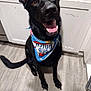 Horchato joined the competition — help win amazing prizes! dog, black_dog, bandana, pet, canine, indoor, floor, cabinet, smiling, happy, tongue, ears, tail, looking_up, domestic_animal, fur, friendly, companion, animal, cute