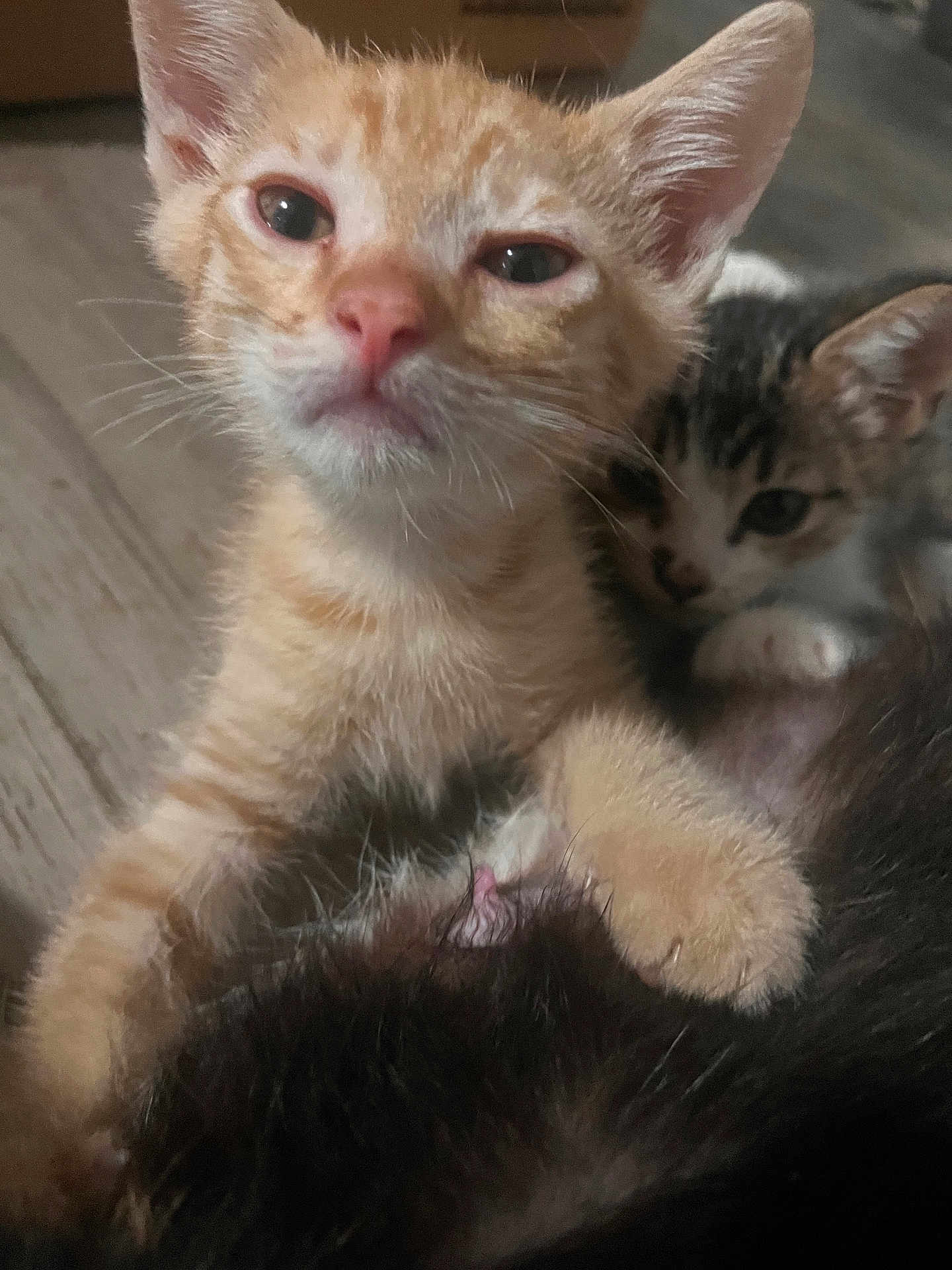 Escanor And Lucky