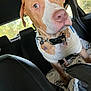Blanco joined the competition — help win amazing prizes! animal, blanket, brown, canine, car, closeup, collar, companion, curious, dog, domestic, ears, fur, inside, looking, pet, seat, sweater, vehicle, white