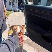 Blanco joined the competition — help win amazing prizes! brown_dog, bucket, car_door, casual_clothing, concrete, curious, dog, driveway, garage, garden_tools, hand, human_arm, outdoor, person, shadow, sunlight, sweater, toy, toy_figure, white_markings