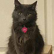 Cosita joined the competition — help win amazing prizes! cat, gray_cat, fluffy, pet, indoor, wooden_platform, collar, tag, sitting, looking_at_camera, feline, animal, cute, domestic_cat, fur, whiskers, ears, eyes, portrait, household