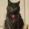 cat, gray_cat, fluffy, pet, indoor, wooden_platform, collar, tag, sitting, looking_at_camera, feline, animal, cute, domestic_cat, fur, whiskers, ears, eyes, portrait, household