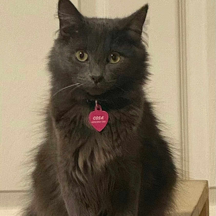 Cosita joined the competition — help win amazing prizes! cat, gray_cat, fluffy, pet, indoor, wooden_platform, collar, tag, sitting, looking_at_camera, feline, animal, cute, domestic_cat, fur, whiskers, ears, eyes, portrait, household