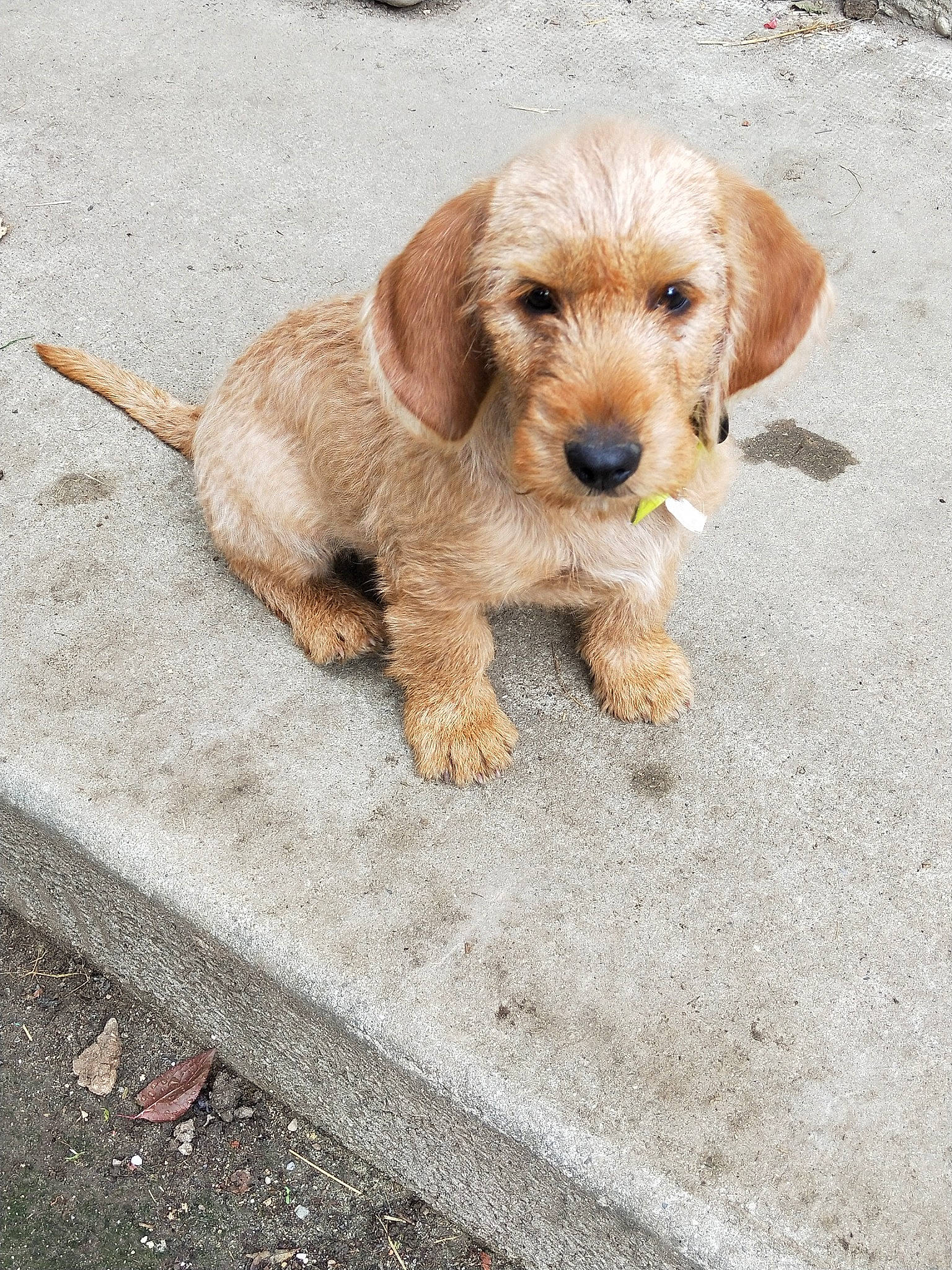 Pluto a rejoint le concours — aidez-le/la à gagner de superbes lots ! canidae, carnivore, companion_dog, dog, dog_breed, fawn, flooring, fur, hunting_dog, liver, puppy, small_terrier, snout, sporting_group, tail, terrestrial_animal, terrier, wood, working_animal, working_terrier