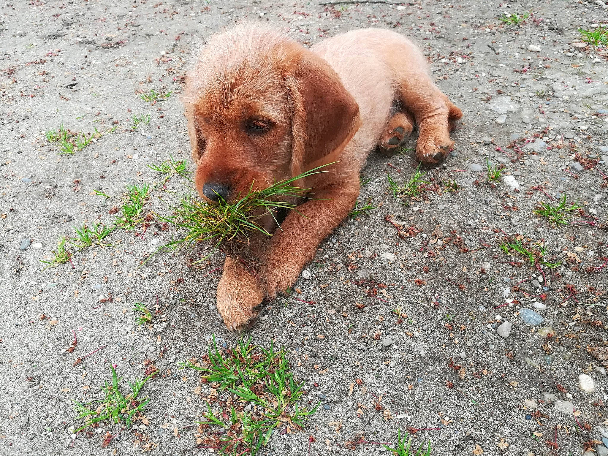 Pluto a rejoint le concours — aidez-le/la à gagner de superbes lots ! canidae, carnivore, companion_dog, dog, dog_breed, drainage, fawn, grass, groundcover, hunting_dog, liver, manhole, plant, puppy, soil, sporting_group, tail, terrestrial_animal, working_animal