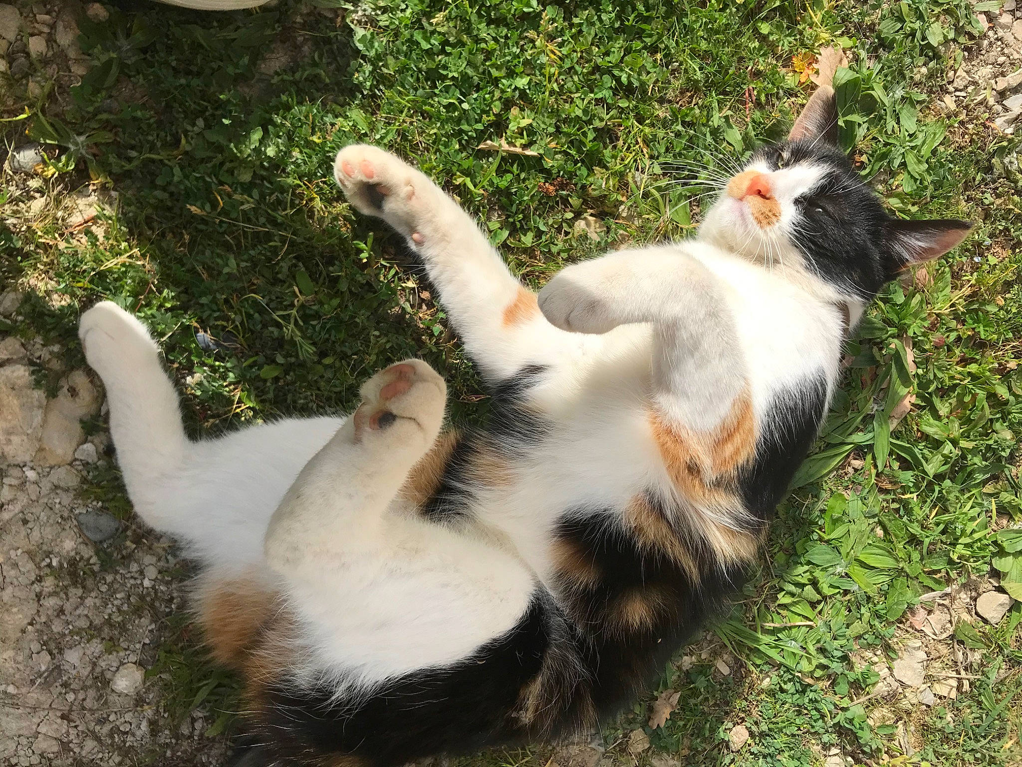 Choubi a rejoint le concours — aidez-le/la à gagner de superbes lots ! canidae, carnivore, cat, claw, dog_breed, domestic_short_haired_cat, fawn, felidae, fur, grass, paw, plant, small_to_medium_sized_cats, snout, sporting_group, tail, terrestrial_animal, tree, whiskers, wildlife