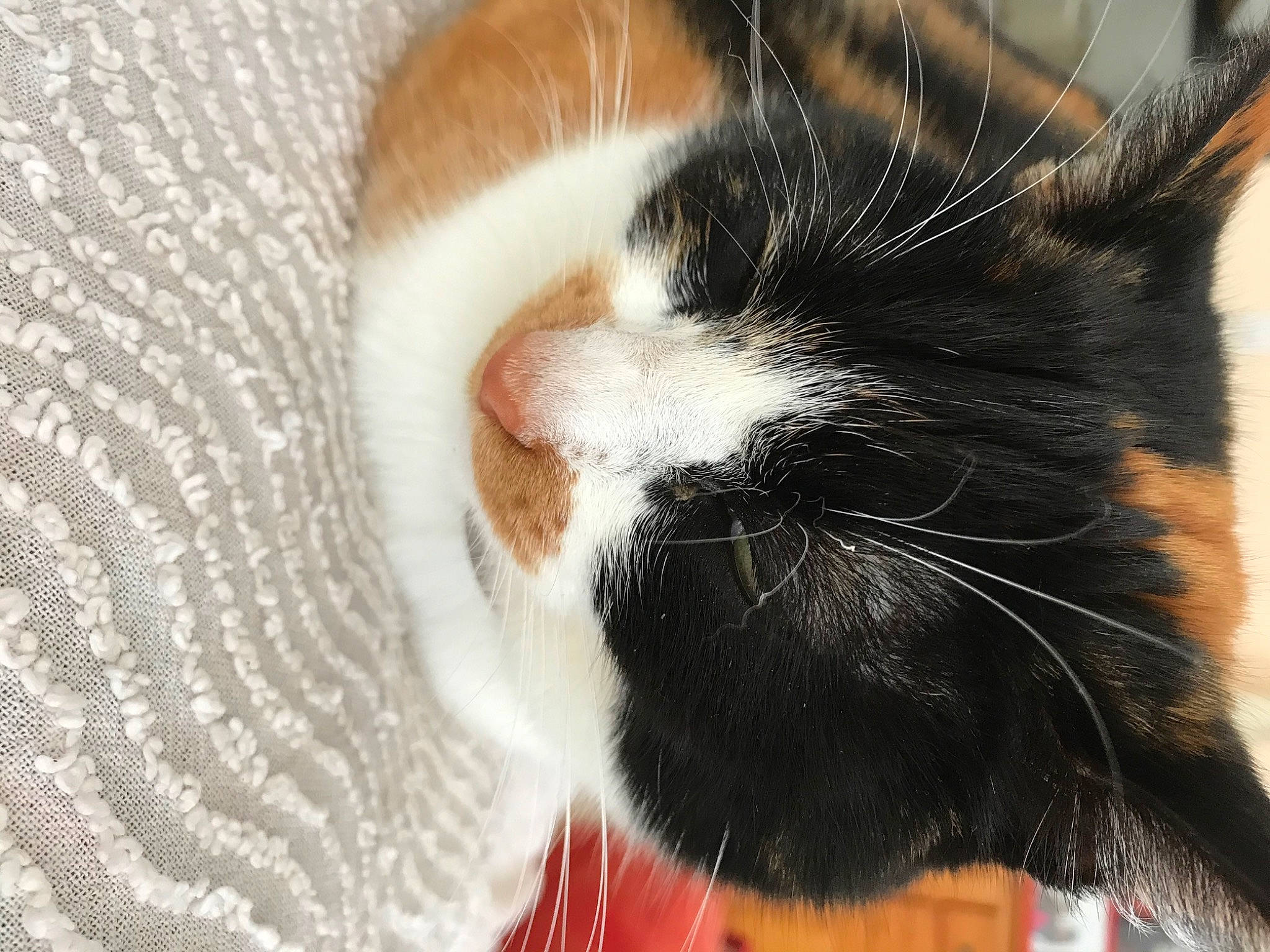 Choubi a rejoint le concours — aidez-le/la à gagner de superbes lots ! carnivore, cat, claw, close_up, comfort, domestic_short_haired_cat, ear, eye, fawn, felidae, fur, mammal, nap, paw, sleep, small_to_medium_sized_cats, snout, tail, whiskers