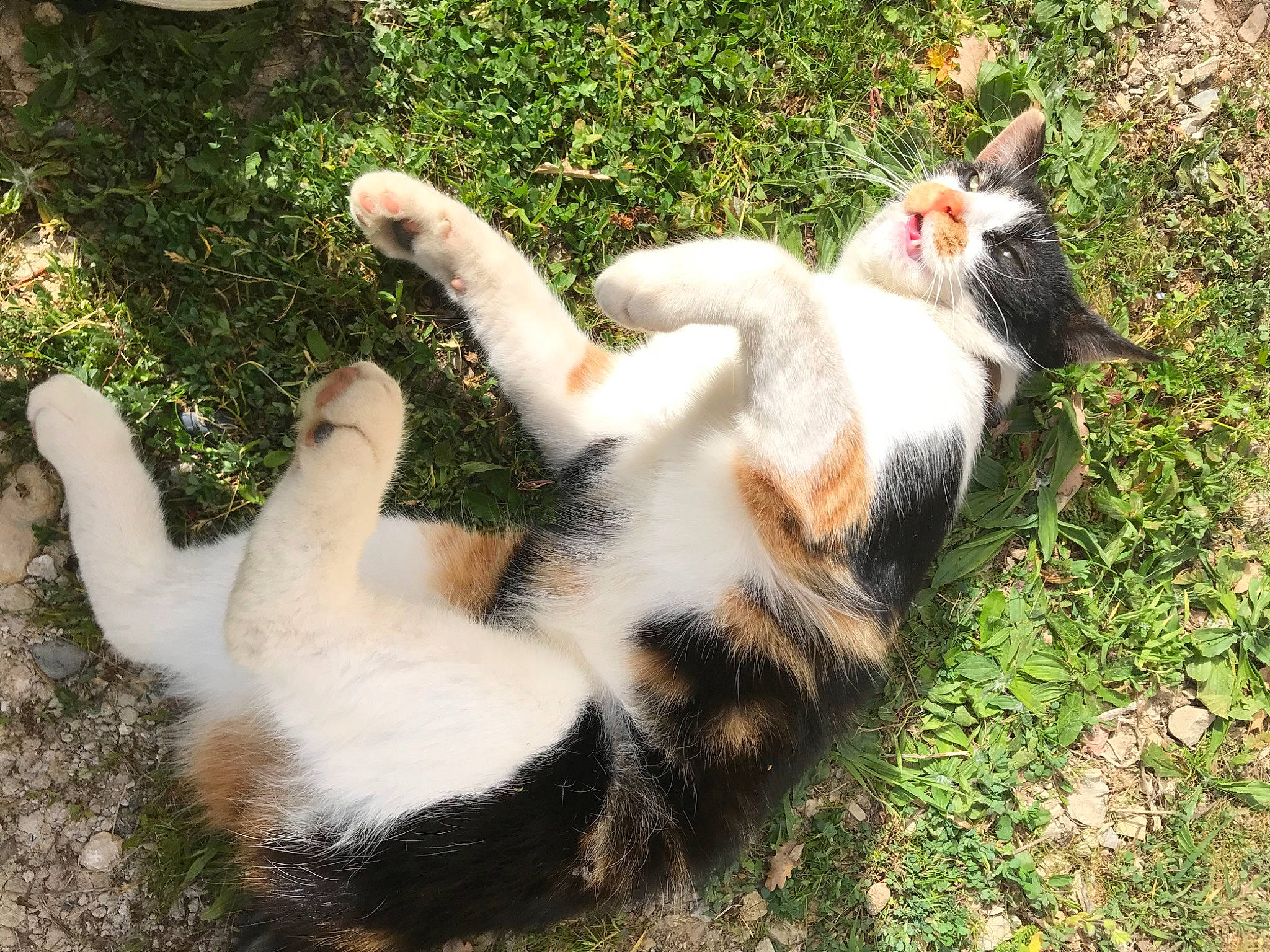 Choubi a rejoint le concours — aidez-le/la à gagner de superbes lots ! canidae, carnivore, cat, claw, domestic_short_haired_cat, eye, fawn, felidae, fur, grass, paw, plant, small_to_medium_sized_cats, snout, sporting_group, tail, terrestrial_animal, tree, whiskers, wildlife