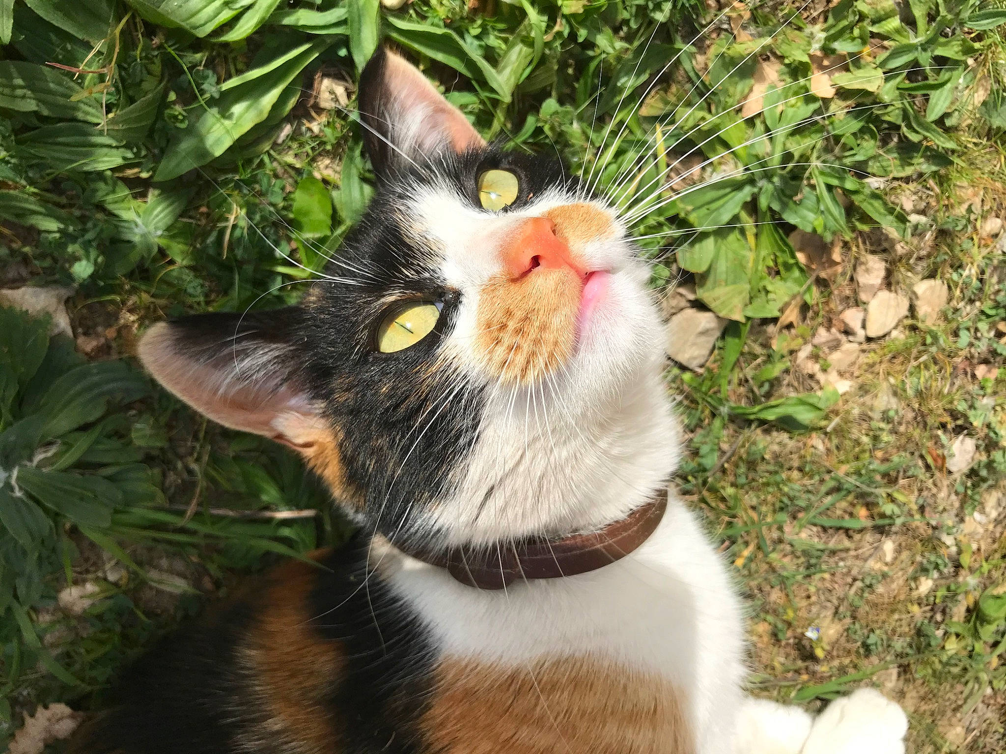 Choubi participe au concours pour gagner de l'argent avec cette photo : carnivore, cat, conifer, domestic_short_haired_cat, evergreen, felidae, fur, garden, grass, herb, plant, small_to_medium_sized_cats, snout, tail, terrestrial_animal, terrestrial_plant, tree, whiskers, wildlife