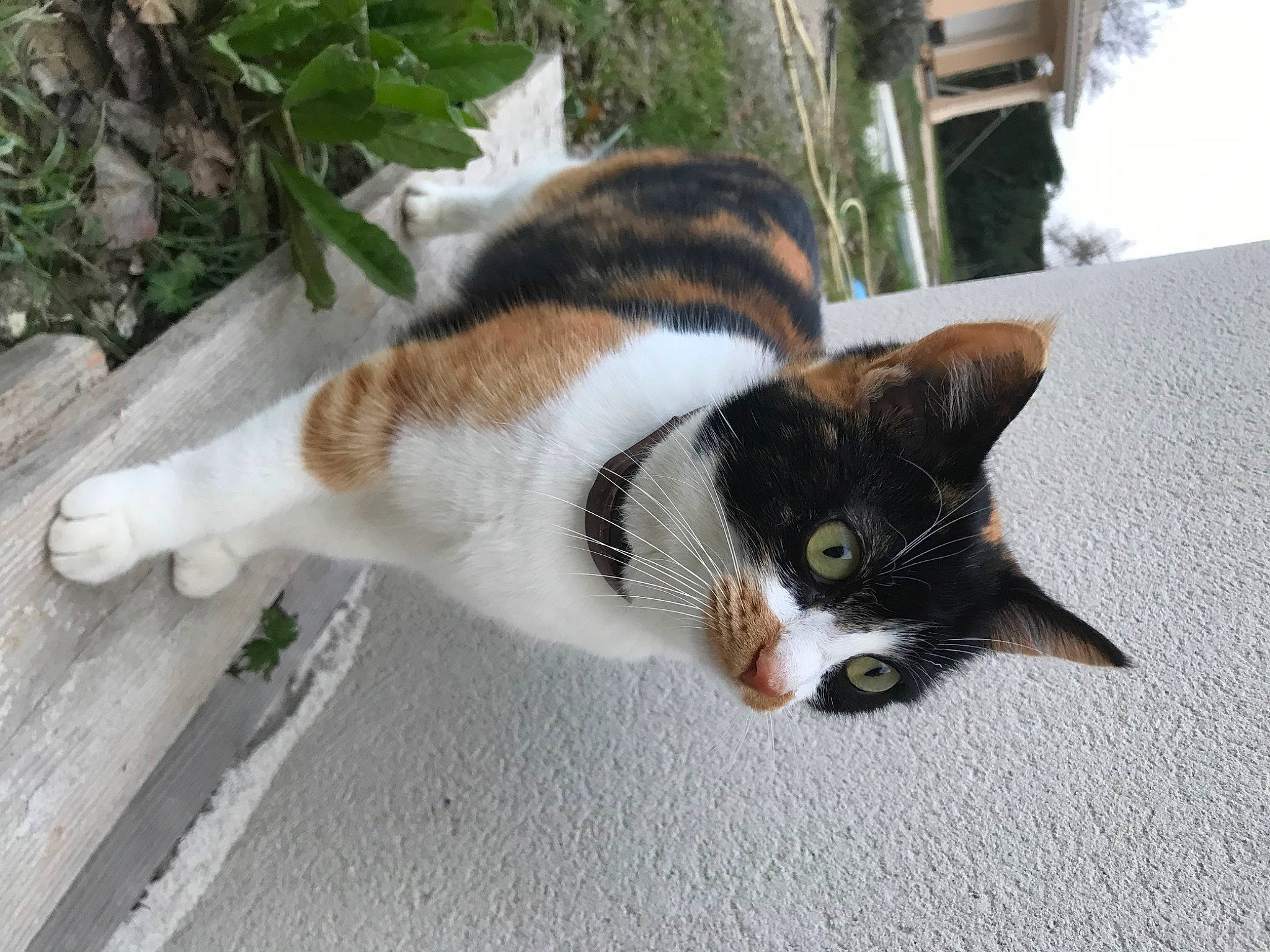 Choubi a rejoint le concours — aidez-le/la à gagner de superbes lots ! art, carnivore, cat, domestic_short_haired_cat, eye, felidae, fur, grass, paw, plant, small_to_medium_sized_cats, snout, tail, terrestrial_animal, tree, whiskers, wildlife, wood