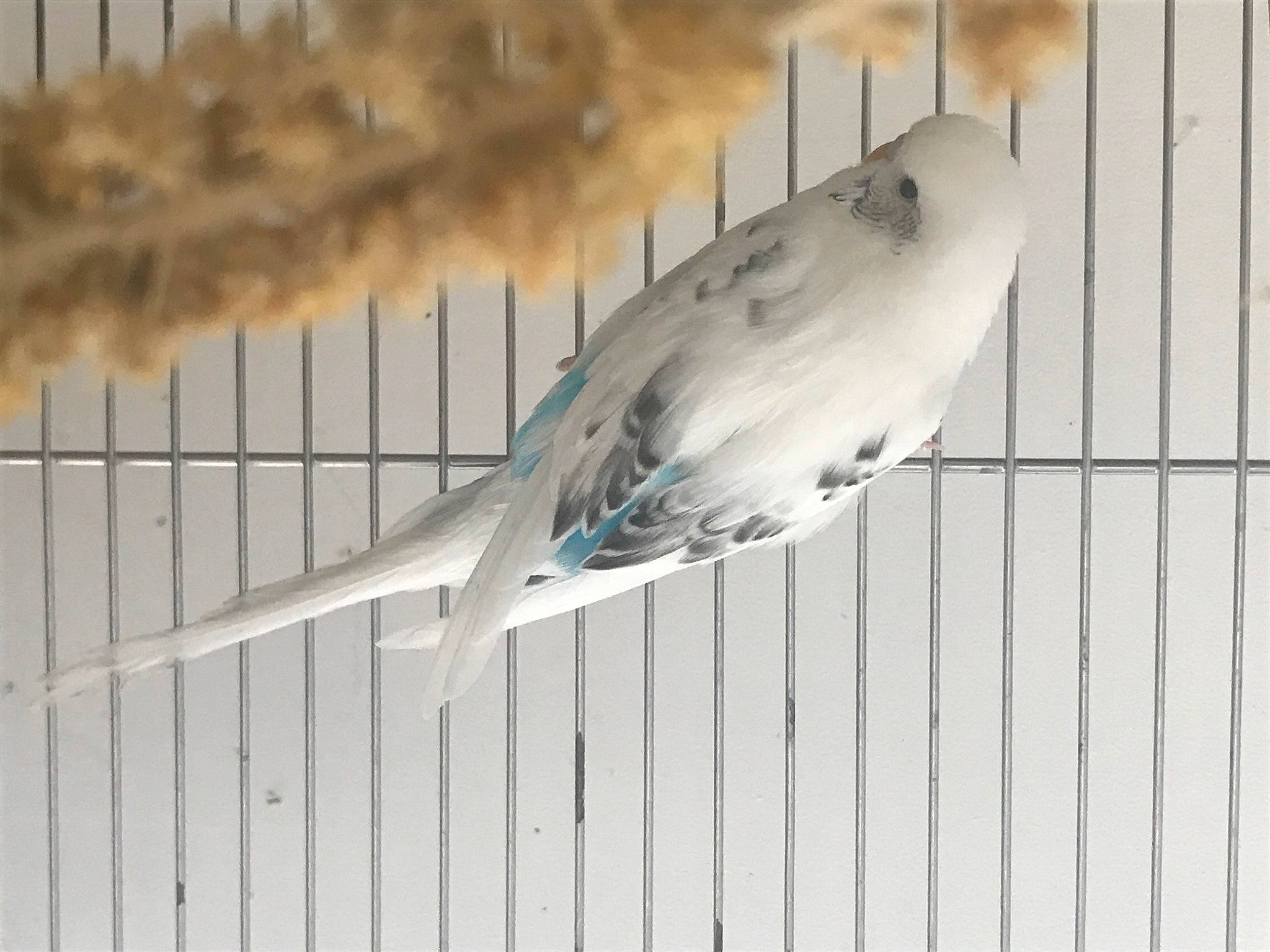 Pepicek participe au concours pour gagner de l'argent avec cette photo : animal_product, art, beak, feather, fence, fin, fish, metal, ray_finned_fish, tail, twig, wildlife, wing, wood