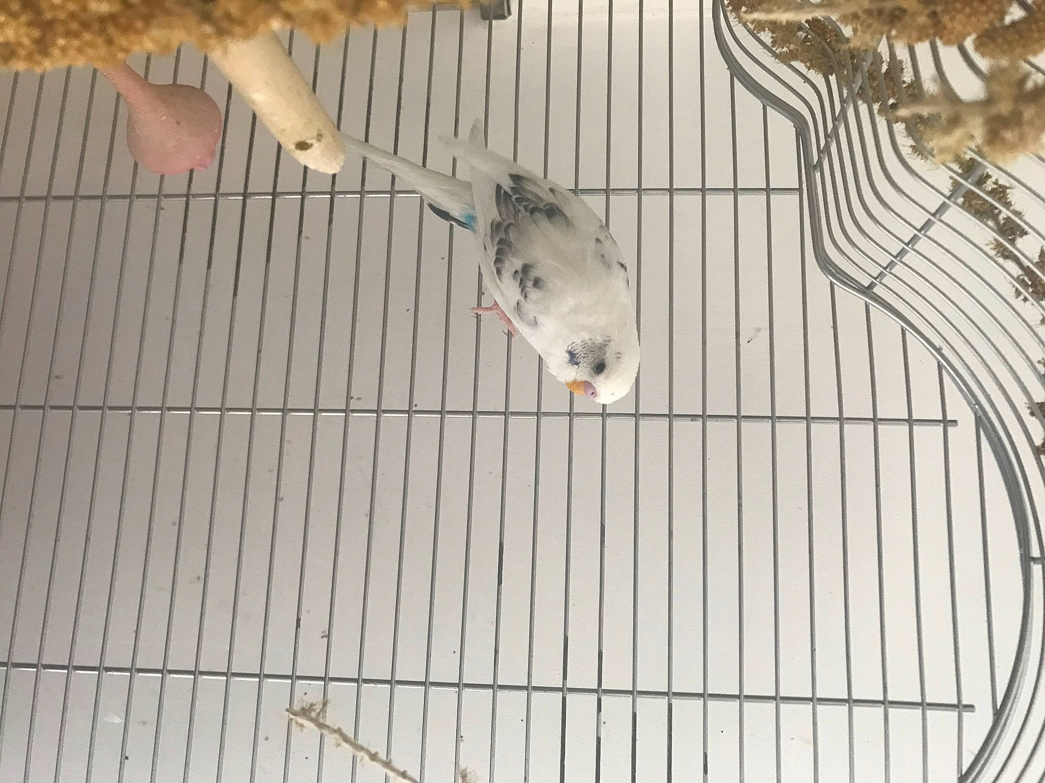 Pepicek participe au concours pour gagner de l'argent avec cette photo : animal_shelter, beak, bird_supply, cage, ceiling, fence, flooring, line, mesh, metal, muroidea, net, parrot, perching_bird, pet_supply, rodent, small_animal_food, tail, whiskers, wood