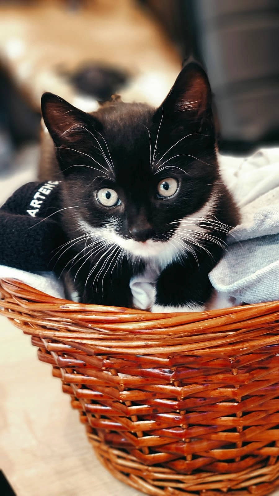 Bounty a rejoint le concours — aidez-le/la à gagner de superbes lots ! asian, basket, black_cat, carnivore, cat, domestic_short_haired_cat, felidae, home_accessories, kitten, mammal, small_to_medium_sized_cats, whiskers, wicker