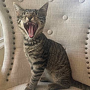 Harold is registered to the contest to win money with this photo: cat, kitten, tabby, yawning, teeth, tongue, chair, fabric, buttons, indoor, pet, feline, cute, animal, fur, whiskers, ears, sitting, mouth_open, resting
