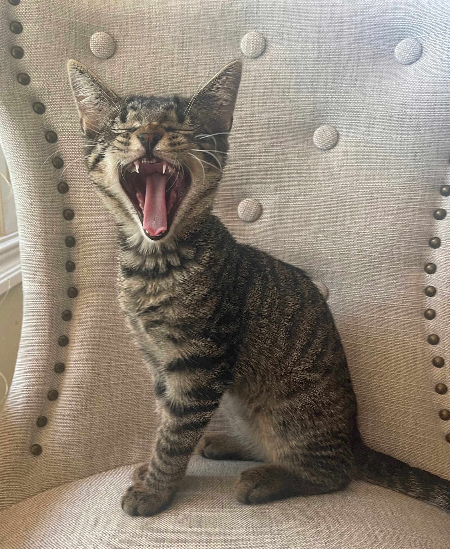 Harold is registered to the contest to win money with this photo: cat, kitten, tabby, yawning, teeth, tongue, chair, fabric, buttons, indoor, pet, feline, cute, animal, fur, whiskers, ears, sitting, mouth_open, resting