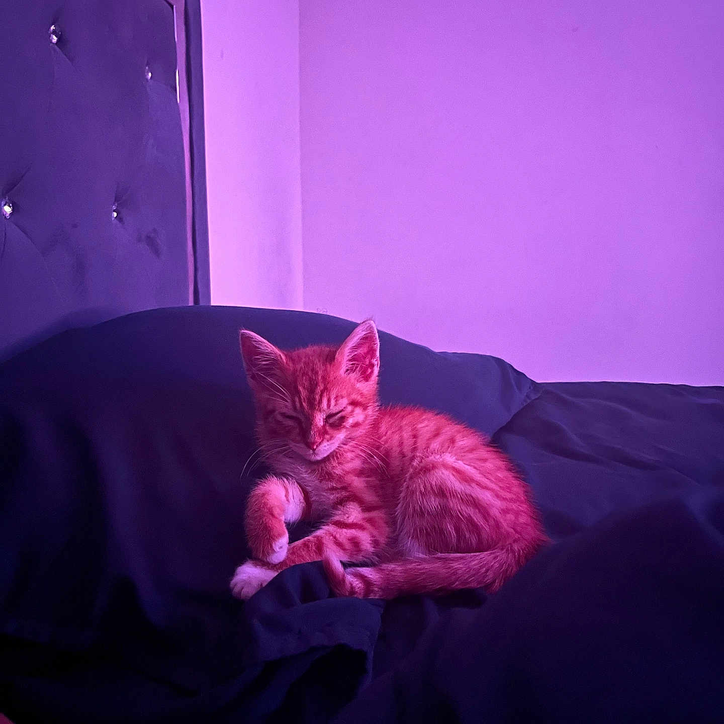 Isaiah is registered to the contest to win money with this photo: cat, kitten, sleeping, relaxed, bed, bedroom, purple_lighting, indoor, pet, feline, fur, striped_fur, ears, tail, paws, cuddly, cozy, portrait, home, dramatic_lighting
