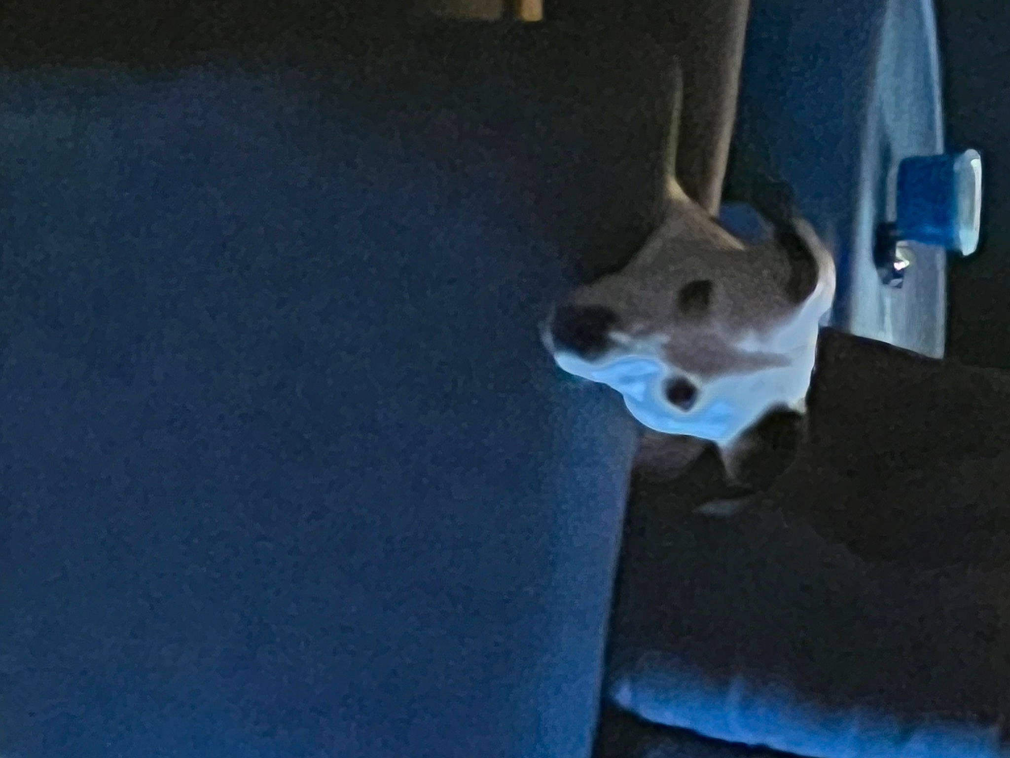 Koda is registered to the contest to win money with this photo: art, auto_part, automotive_tire, automotive_wheel_system, canidae, carnivore, dog, dog_breed, electric_blue, fawn, flooring, metal, non_sporting_group, rim, snout, sporting_group, tail, terrestrial_animal, wood, working_animal