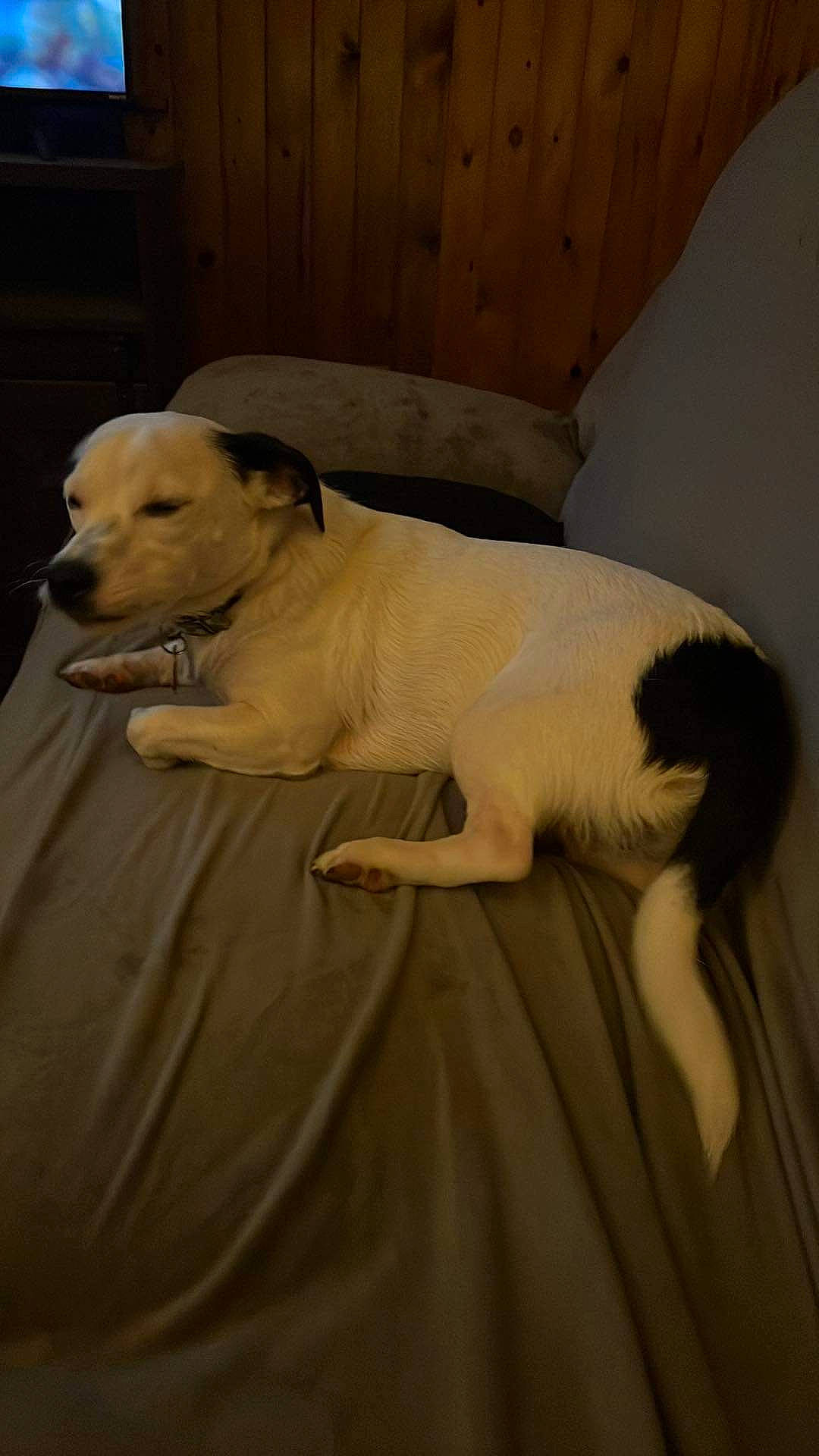 Koda is registered to the contest to win money with this photo: canidae, carnivore, comfort, companion_dog, couch, dog, dog_breed, fawn, flooring, fur, guard_dog, linens, puppy, snout, sporting_group, tail, terrestrial_animal, whiskers, wood, working_animal