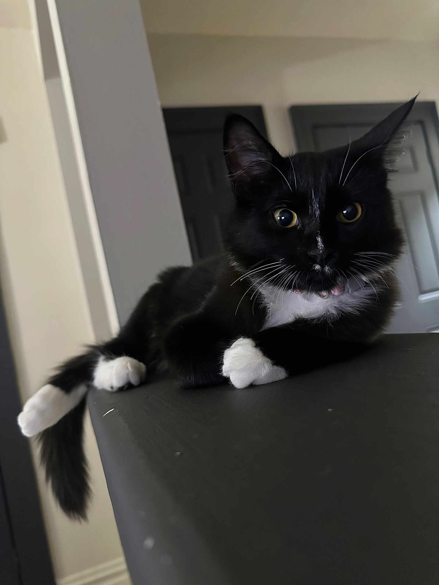 Roxy is registered to the contest to win money with this photo: cat, tuxedo_cat, black_and_white, indoor, feline, animal, pet, curious, whiskers, ears, tail, paws, resting, close_up, domestic_cat, fur, eyes, portrait, house, relaxed