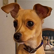 Bradley joined the competition — help win amazing prizes! animal, blurred_background, collar, companion, curious, cute, dog, domestic, ears, face, furniture, home, indoor, living_room, looking_away, person, pet, portrait, small_dog, tan_dog