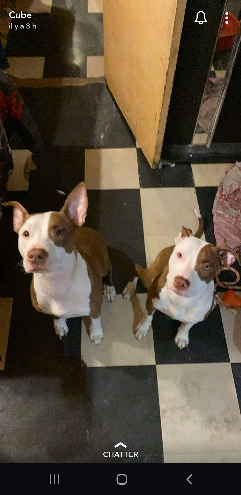 Jaska participe au concours pour gagner de l'argent avec cette photo : american_pit_bull_terrier, american_staffordshire_terrier, bull_and_terrier, canidae, carnivore, companion_dog, dog, dog_breed, ear, fawn, mammal, non_sporting_group, pit_bull, vertebrate