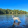 dog, white_dog, water, lake, reflection, leash, nature, trees, forest, sky, blue_sky, outdoor, animal, canine, standing, shallow_water, calm, daytime, wildlife, scenic