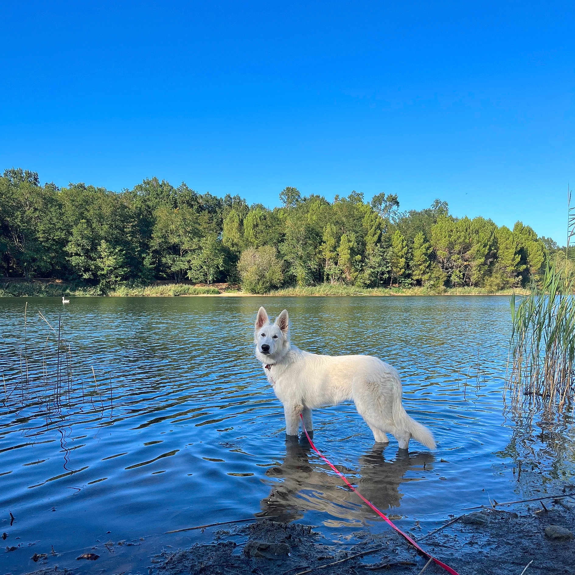 Baïley