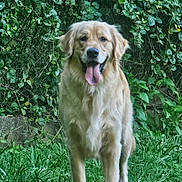 Odie joined the competition — help win amazing prizes! dog, golden_retriever, animal, pet, grass, greenery, outdoor, nature, leafy_background, canine, tongue_out, fur, standing, happy, daylight, mammal, friendly, garden, summer, closeup