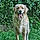 Odie