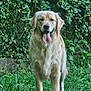 dog, golden_retriever, animal, pet, grass, greenery, outdoor, nature, leafy_background, canine, tongue_out, fur, standing, happy, daylight, mammal, friendly, garden, summer, closeup