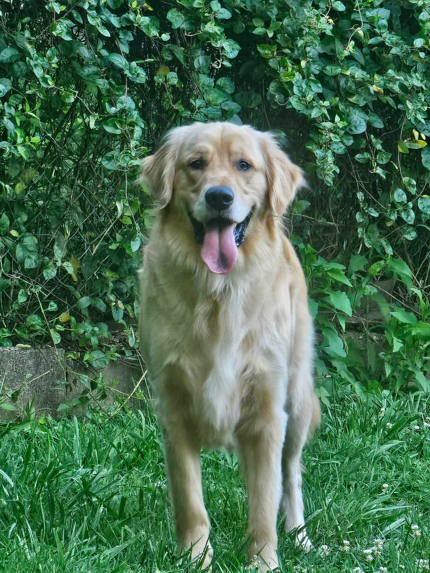 Odie joined the competition — help win amazing prizes! dog, golden_retriever, animal, pet, grass, greenery, outdoor, nature, leafy_background, canine, tongue_out, fur, standing, happy, daylight, mammal, friendly, garden, summer, closeup