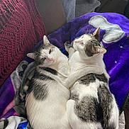 River And Ryan is registered to the contest to win money with this photo: adorable, animal, blanket, cat, cats, companion, cozy, cute, embrace, feline, friendship, fur, indoor, paw_print, pet, purple_blanket, relaxed, resting, snuggling, two_cats