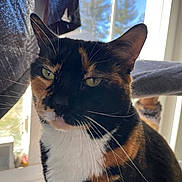 Katniss is registered to the contest to win money with this photo: cat, calico_cat, indoor, window, sunlight, green_eyes, pet, feline, whiskers, close_up, relaxed, animal, cat_tree, fur, portrait, domestic_cat, daylight, house, cozy, background