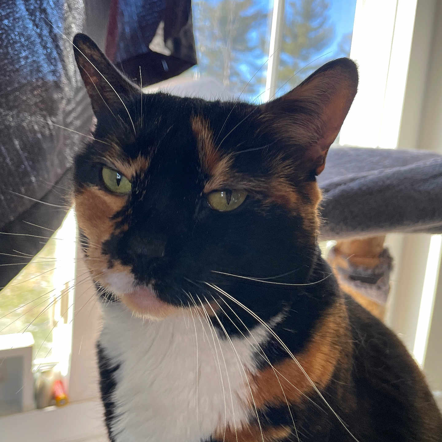 Katniss is registered to the contest to win money with this photo: cat, calico_cat, indoor, window, sunlight, green_eyes, pet, feline, whiskers, close_up, relaxed, animal, cat_tree, fur, portrait, domestic_cat, daylight, house, cozy, background