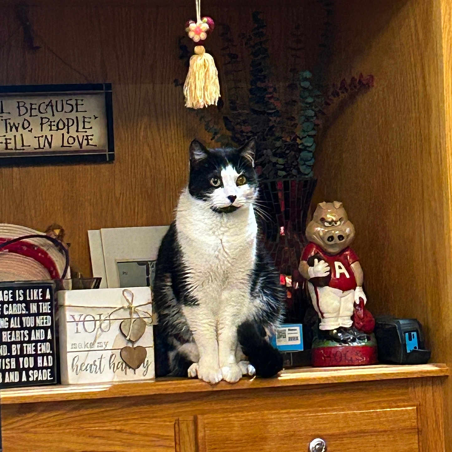 Gus