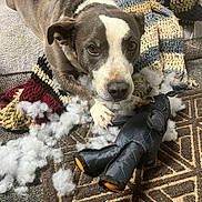 Little Buddy is registered to the contest to win money with this photo: dog, pet, brown_and_white, stuffing, torn_toy, plush_toy, blanket, crochet_blanket, couch, sofa, paw, nose, eyes, close_up, indoor, living_room, mess, upholstery, fabric, guilty_look