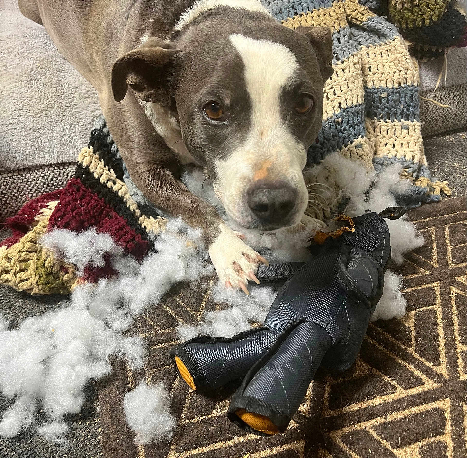 Little Buddy is registered to the contest to win money with this photo: dog, pet, brown_and_white, stuffing, torn_toy, plush_toy, blanket, crochet_blanket, couch, sofa, paw, nose, eyes, close_up, indoor, living_room, mess, upholstery, fabric, guilty_look