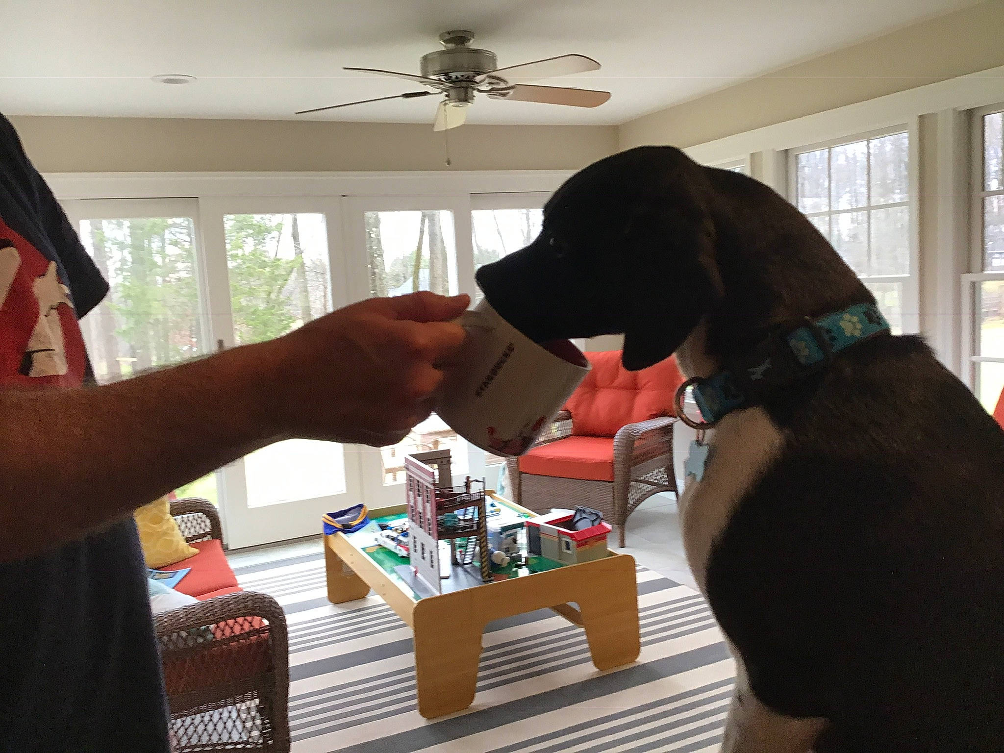 William is registered to the contest to win money with this photo: canidae, dachshund, dog, ear, furniture, games, guard_dog, hand, home, house, non_sporting_group, room, sporting_group, table