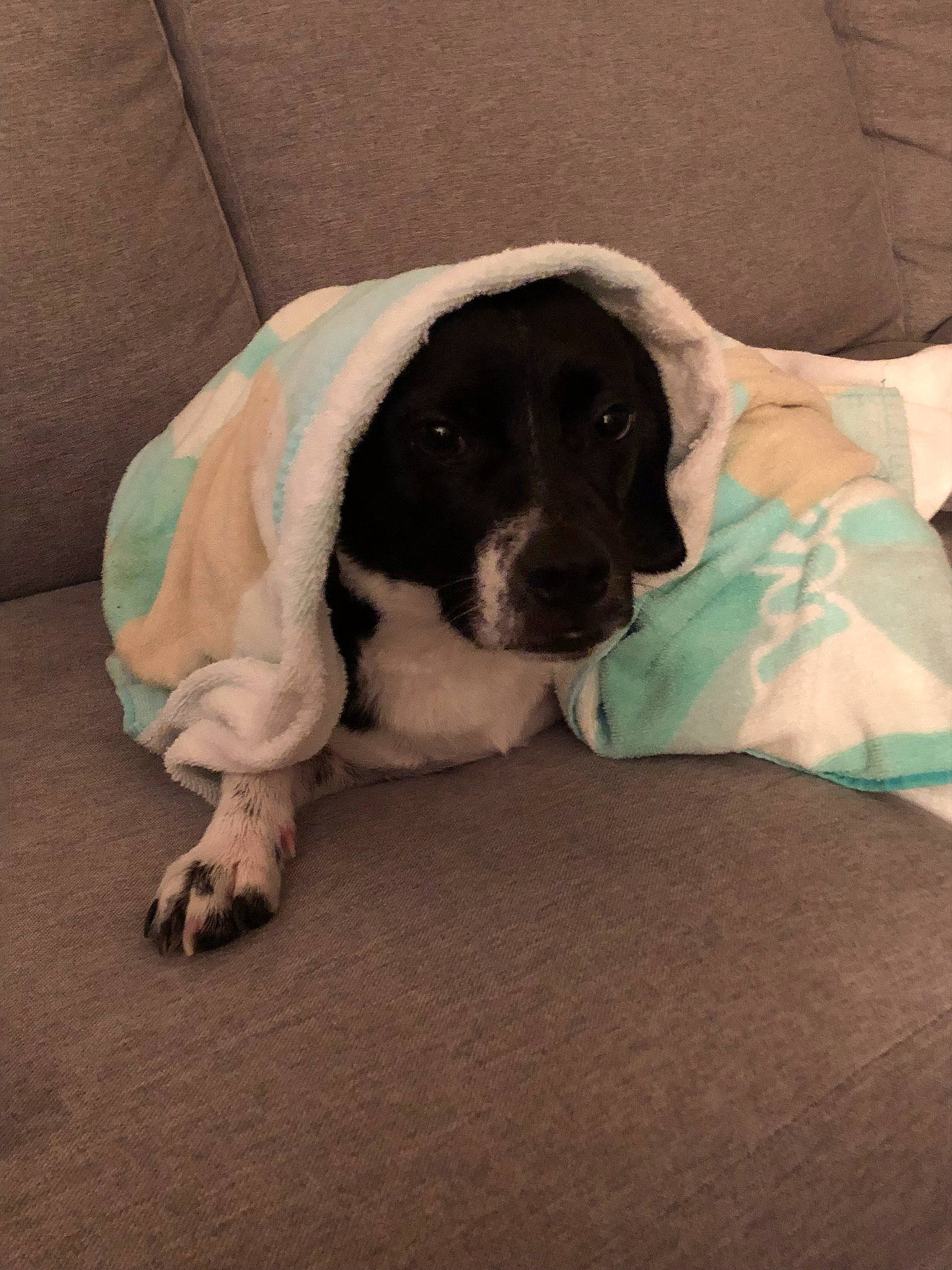 William joined the competition — help win amazing prizes! beagador, braque_dauvergne, canidae, carnivore, companion_dog, dog, dog_breed, mammal, pointer, puppy, rare_breed_dog, russian_spaniel, snout, spaniel, sporting_group, vertebrate