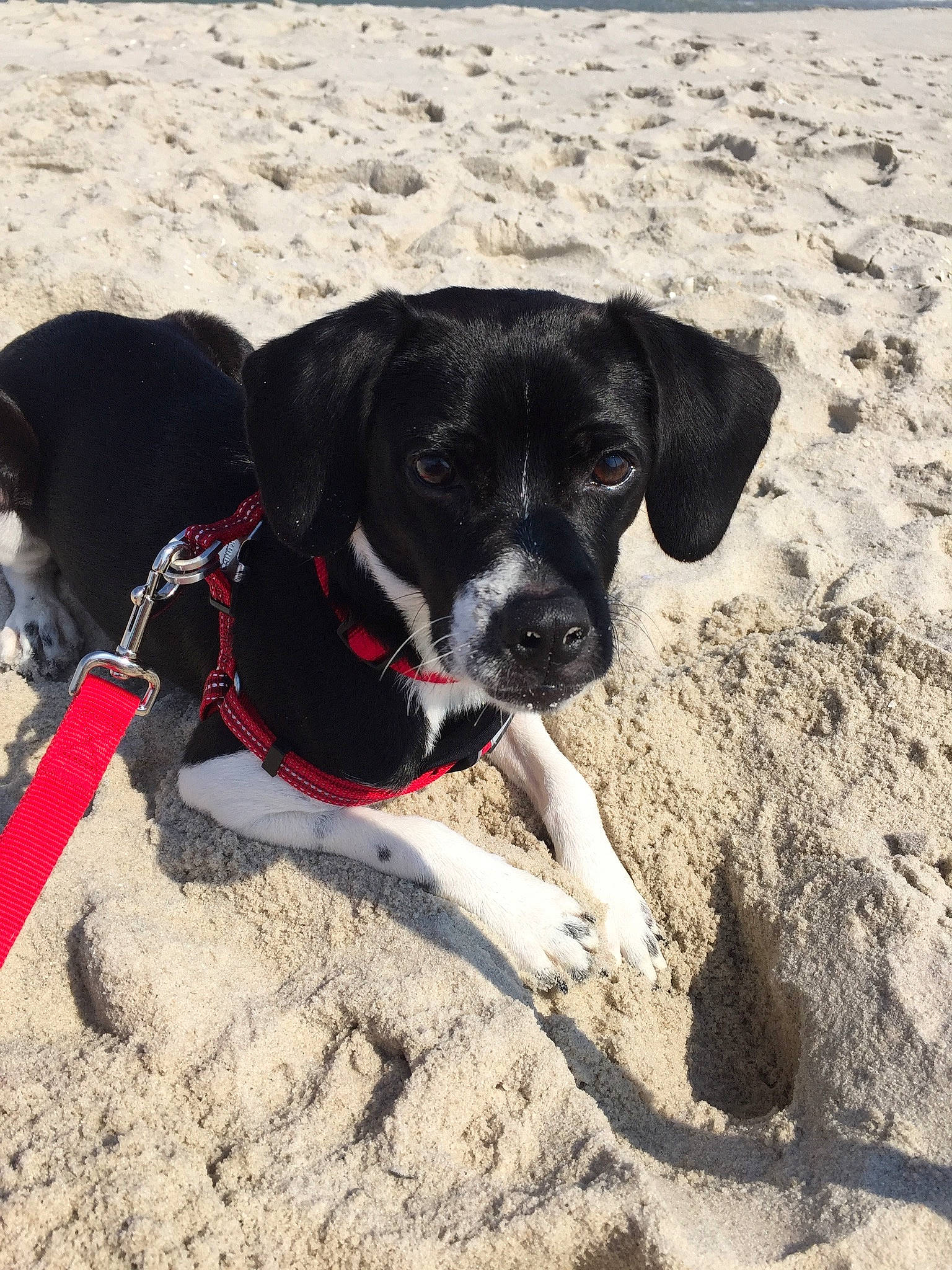 William joined the competition — help win amazing prizes! canidae, carnivore, dog, dog_breed, dog_collar, pointer, puggle, puppy, rare_breed_dog, sporting_group