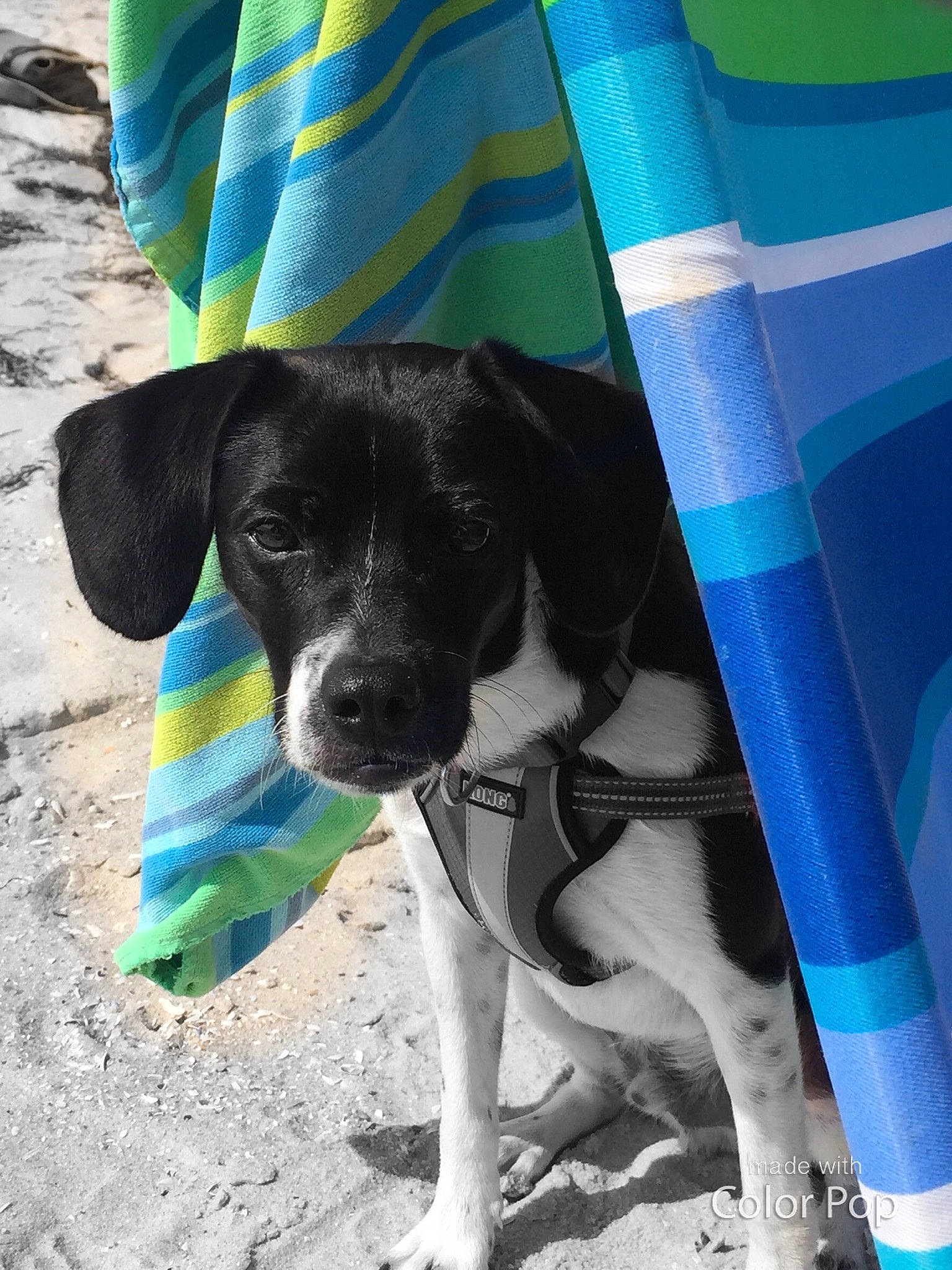 William is registered to the contest to win money with this photo: canidae, carnivore, companion_dog, dog, dog_breed, labrador_retriever, pointer, puppy, sporting_group, tail