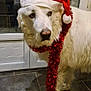 Taïga a rejoint le concours — aidez-le/la à gagner de superbes lots ! dog, white_dog, santa_hat, red_hat, tinsel_scarf, holiday, christmas, festive, indoors, tile_floor, door, pet, animal, fur, canine, decorations, seasonal, cute, portrait, looking_away