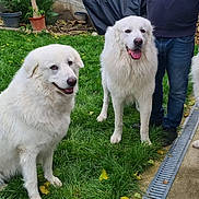 Taïga a rejoint le concours — aidez-le/la à gagner de superbes lots ! dog, great_pyrenees, white_fur, outdoor, grass, person, happy, sitting, standing, pet, animal, canine, tongue_out, fur, garden, plant_pot, wood_stack, concrete, leaves, daylight