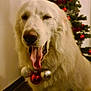 Taïga a rejoint le concours — aidez-le/la à gagner de superbes lots ! dog, white_dog, yawning, christmas_tree, christmas_ornaments, holiday, festive, indoor, pet, mammal, canine, floor_tiles, decorations, tongue, fur, large_dog, animal, home, seasonal, celebration