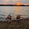 dogs, beagles, pets, animals, lakeside, sunset, water, shoreline, ripples, reflection, outdoors, nature, landscape, golden_hour, sky, clouds, trees, mud, beach, fishing_rod