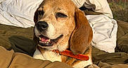 Naya participe au concours pour gagner de l'argent avec cette photo : dog, beagle, pet, animal, portrait, smiling, happy, sitting, lying_down, bed, blanket, bedding, orange_collar, paw, floppy_ears, outdoor, countryside, home, cozy, photography