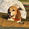 dog, beagle, pet, animal, portrait, smiling, happy, sitting, lying_down, bed, blanket, bedding, orange_collar, paw, floppy_ears, outdoor, countryside, home, cozy, photography