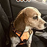 dog, beagle, pet, animal, car, car_interior, harness, orange_harness, sitting, window, vehicle, portrait, profile, floppy_ears, brown_and_white, short_hair, cute, outdoor_view, heart_stickers, travel