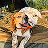 dog, beagle, pet, animal, canine, outdoor, camping, cot, camping_bed, blanket, collar, orange_collar, happy, smiling, tongue, lying_down, front_paws, brown_and_white, nature, portrait